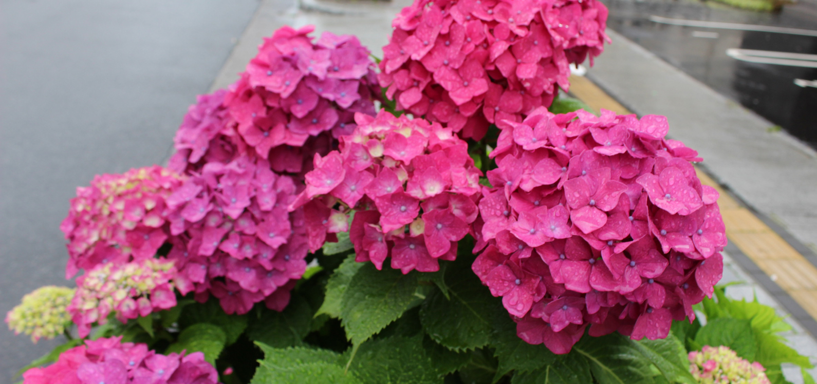 紫陽花