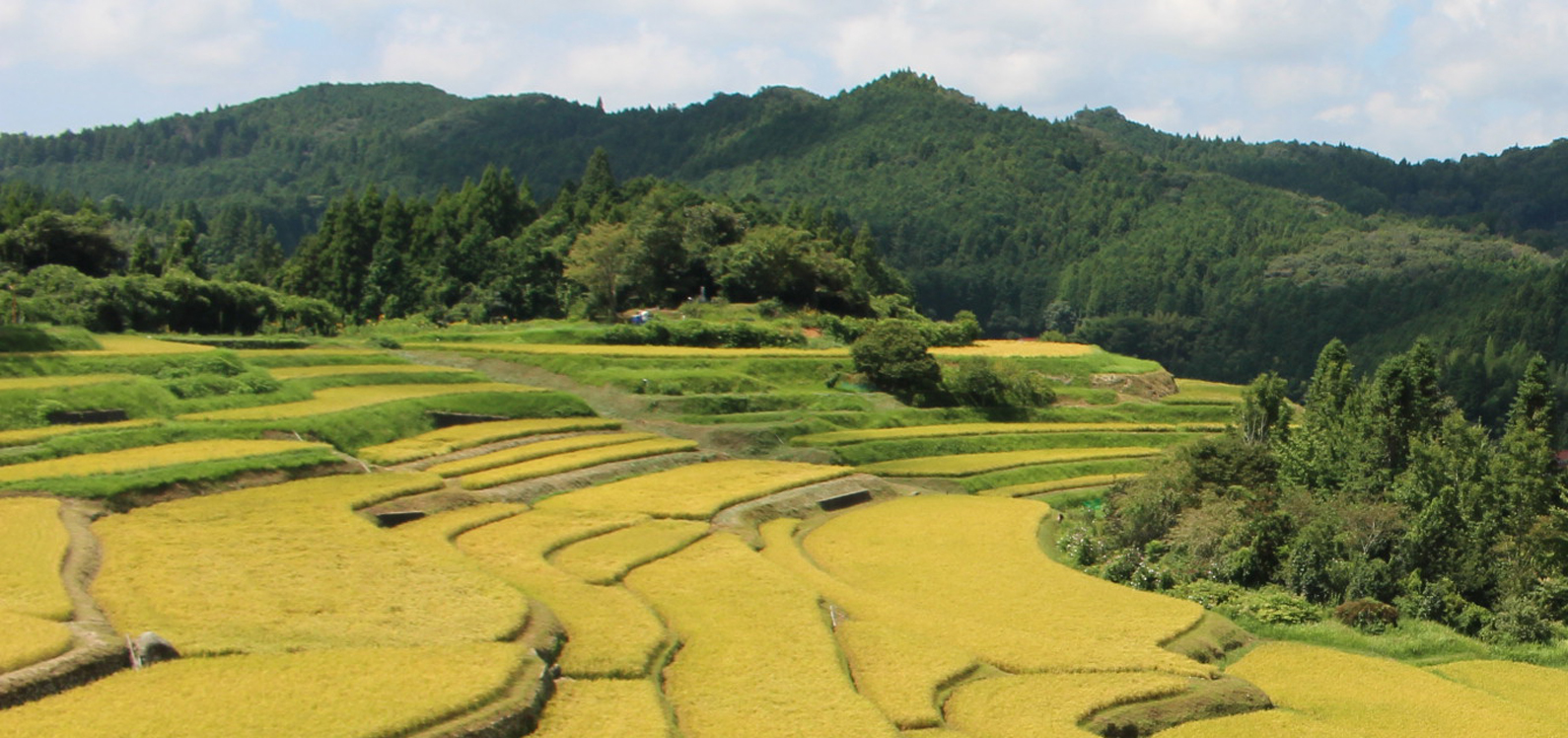 棚田