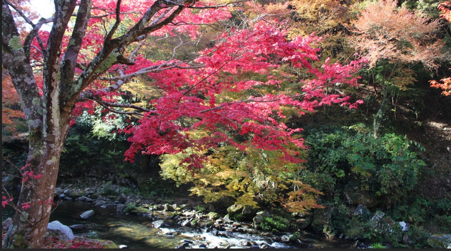 もみじ（滝の口河川公園付近）
