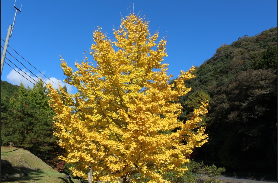 イチョウ（滝の口河川公園付近）