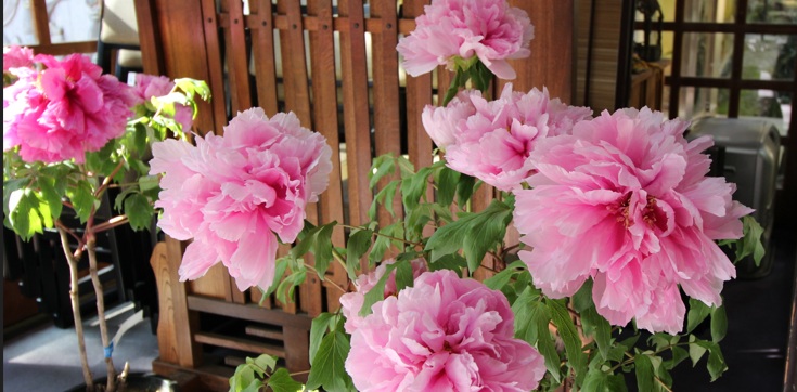 冬牡丹（山口市龍蔵寺）