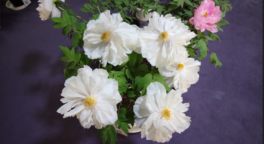 冬牡丹2（山口市龍蔵寺）