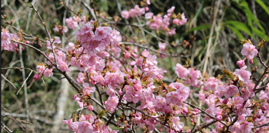 河津桜